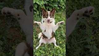Funny Dog Prank 😂 | Natural Survival Skills#OutdoorFun #AnimalComedy #ViralVideo