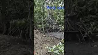 Mendesis Cara Mengusir Predator Buaya buaya crocodile mancingmania ular