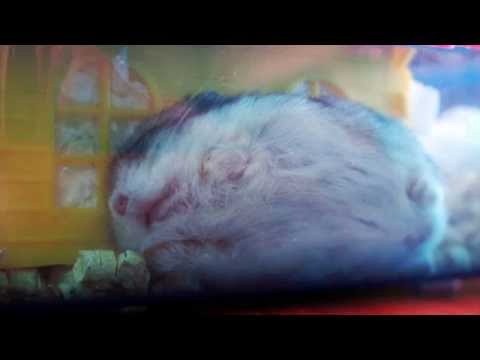 tiny-hamster-funny-sleeping-poses