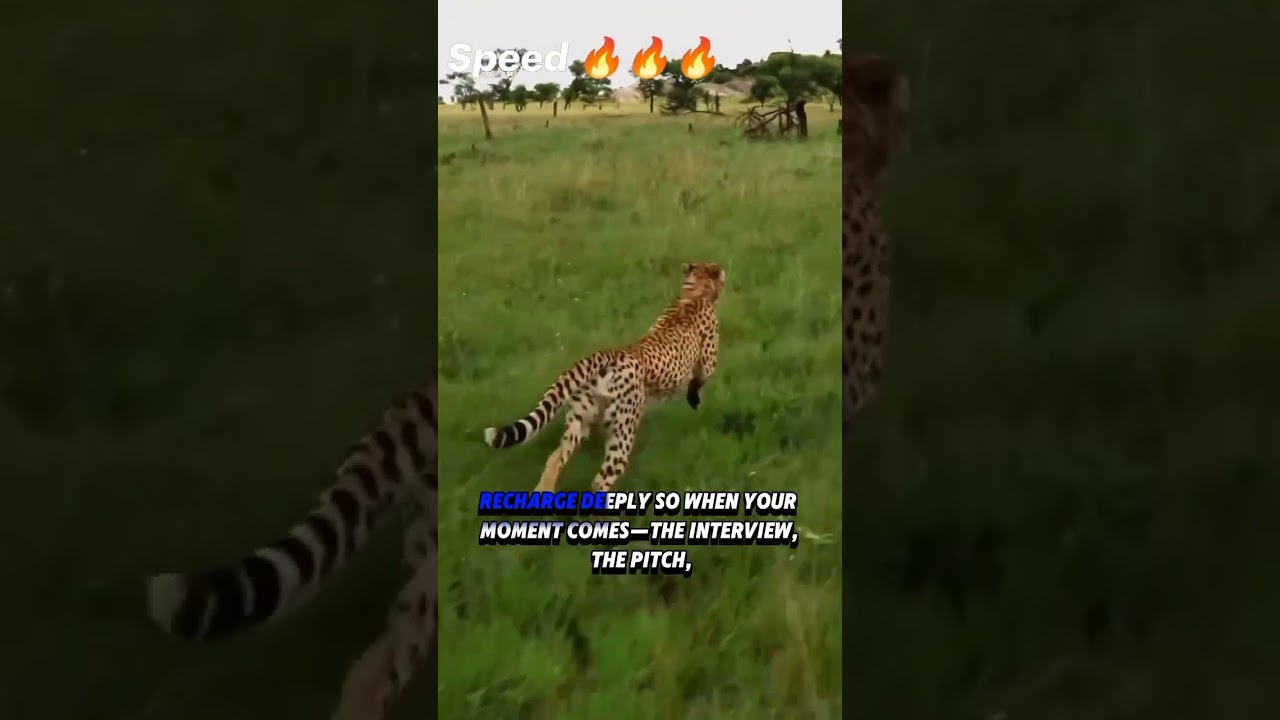 THE CHEETAH MINDSET (motivational)