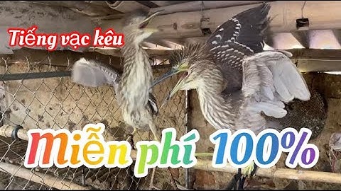 Tiếng vạc kêu/vạc mồi kêu/âm thanh vạc mồi/Thợ Rừng Nghệ Tĩnh (#7)