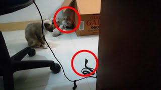 Siamese mother protect her kittens from Cobra by Siam Cat Fam 21 views 2 years ago 59 seconds