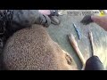 Officer Rescues Tangled Deer