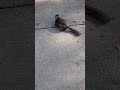 Back off squirrel! Wild squirrel tells me he is boss