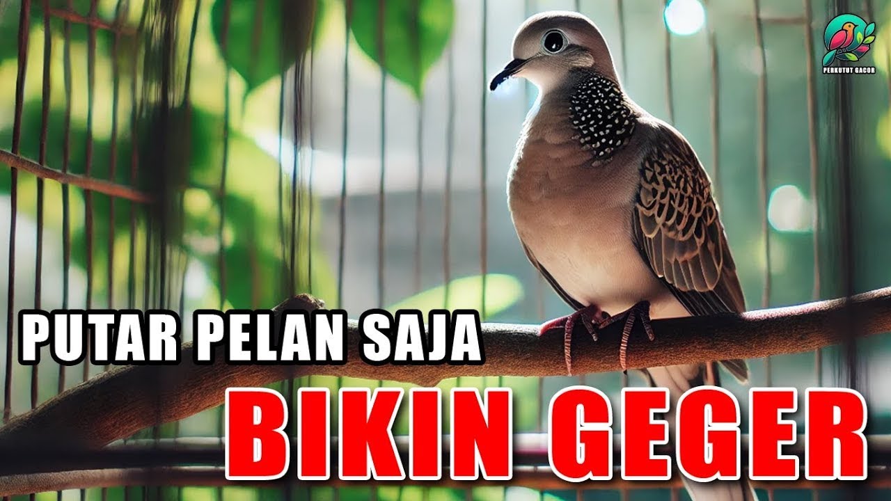 PANCINGAN BURUNG PERKUTUT AMPUH UNTUK PENGGACORAN SEKALI PUTAR PASTI NYAUT