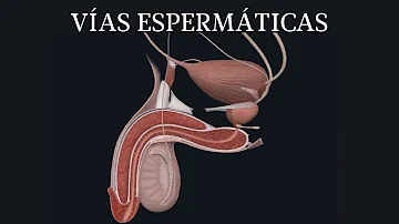 ¿El esperma atraviesa la próstata?