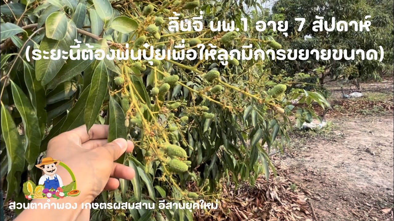 ลิ้นจี่ นพ.1 อายุ 7 สัปดาห์ #ระยะนี้ต้องพ่นปุ๋ย เพื่อให้ลูกมีการขยายขนาด