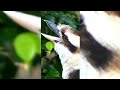 Laughing Kookaburra l The Laughing Jackass
