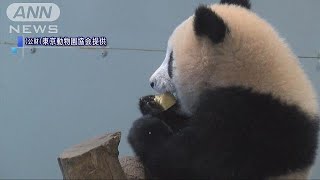 「パンダ団子」を口に・・・シャンシャン生後276日に(18/03/16)