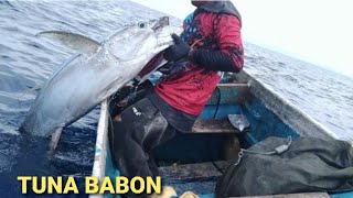 MANCING KEDALAMAN 100 DEPA YANG NAIK TUNA BABON 56 kg.TUNA SIRIP KUNING