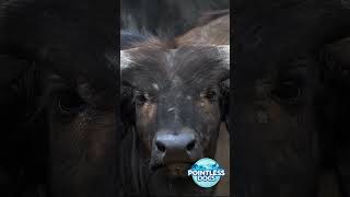 The Most Aggressive Buffalo In The World!