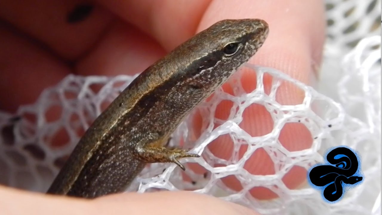 brian williams Hiking through a CYPRESS SWAMP | Herping Caddo Lake State Park