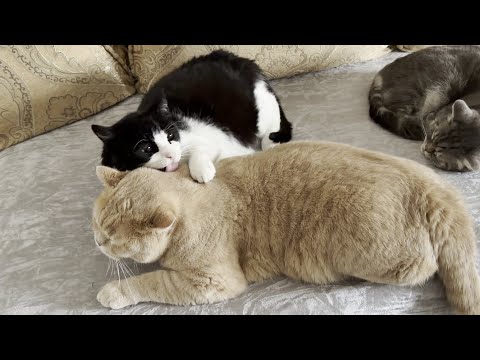 Cute Snuggly Cats