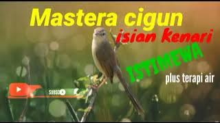 Masteran Cigun  Isian Kenari ISTIMEWA, PLUS TERAPI AIR.