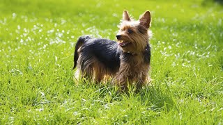 Training Your Yorkie Puppy Crate Training and Housetraining Basics