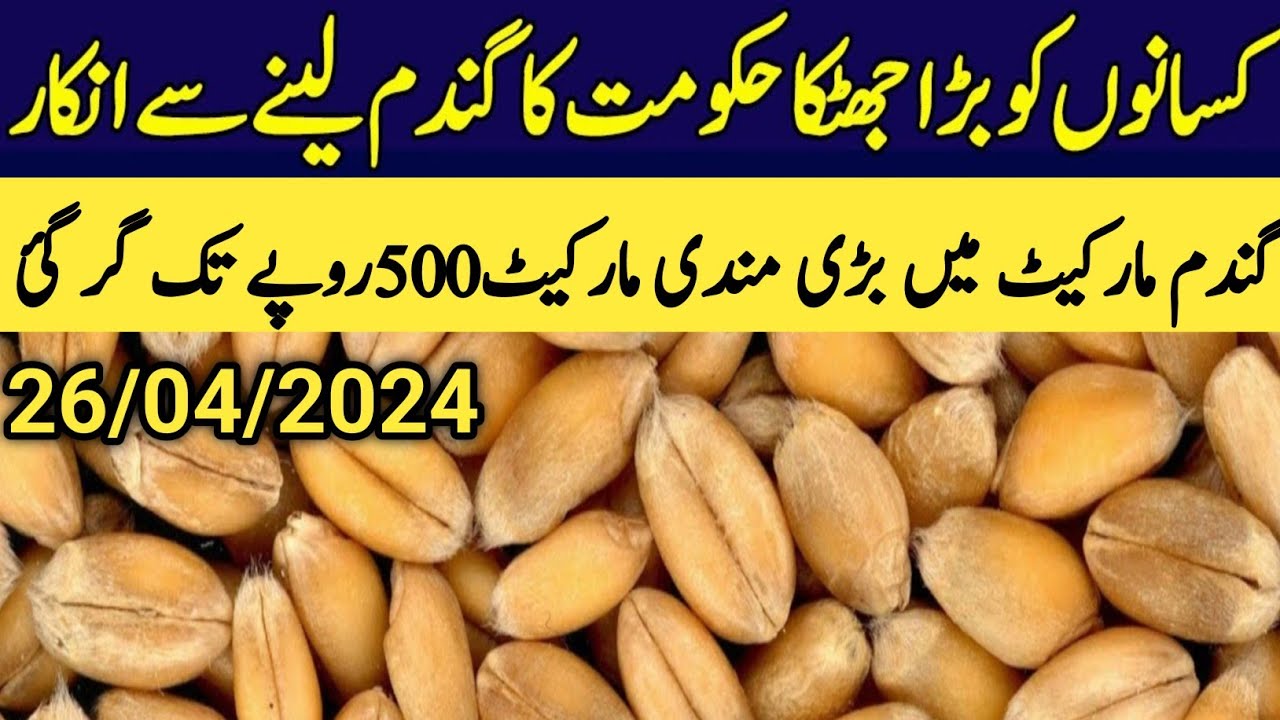 wheat price in pakistan/today wheat price/galla mandi rate today 2024 ...
