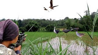 Download Lagu HUNTING‼️BIRD RUAK RUAK AT THE NEW PLANTED RICE SPOT MP3 Download Lagu HUNTING‼️BIRD RUAK RUAK AT THE NEW PLANTED RICE SPOT MP3