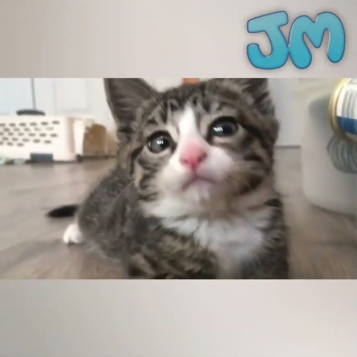 The spicy kitten turned sweet and adorable
