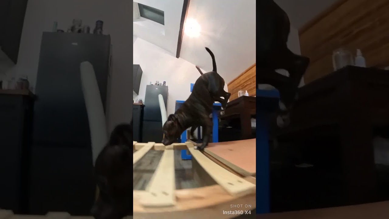 Floor is lava ? No problem 🐶. 