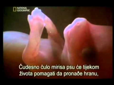 Video: Hranjenje Pasa U Različito Vrijeme života