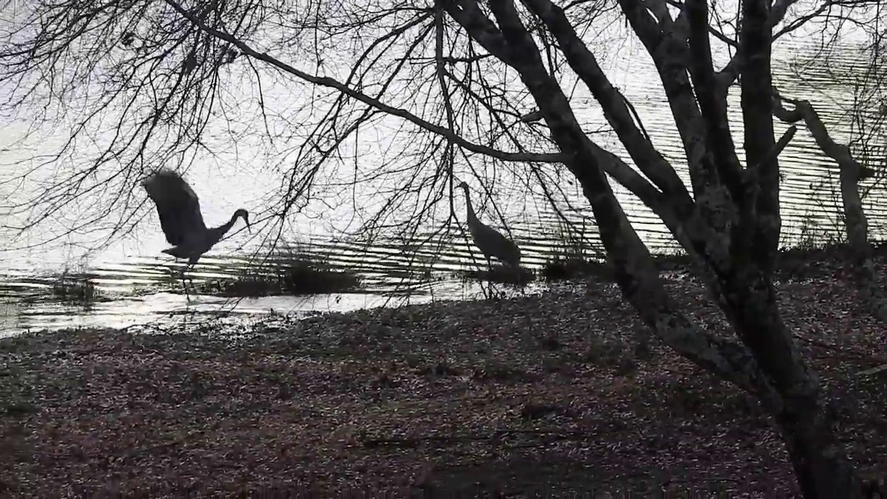 Sandhill Crane dance YouTube