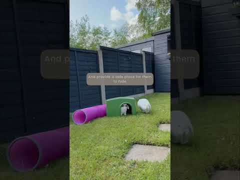 Video: Achtertuinkonijntjes houden - Hoe konijnen in je achtertuin groot te brengen