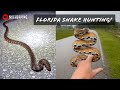 Florida Snake Hunting in May! Mud Snake, Scarlet Kingsnake, Corn Snakes, Box Turtles, and More!