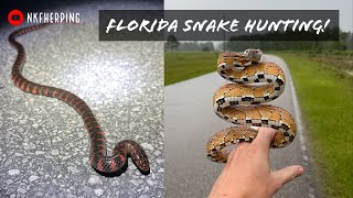 Florida Snake Hunting in May! Mud Snake, Scarlet Kingsnake, Corn Snakes, Box Turtles, and More!