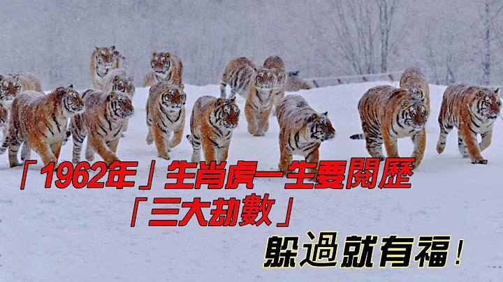 1962 Tiger will have to experience "three major calamities" in their lives｜1962 Tiger zodiac fortune - 天天要闻