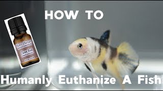 HOW TO Humanly Euthanize A Fish