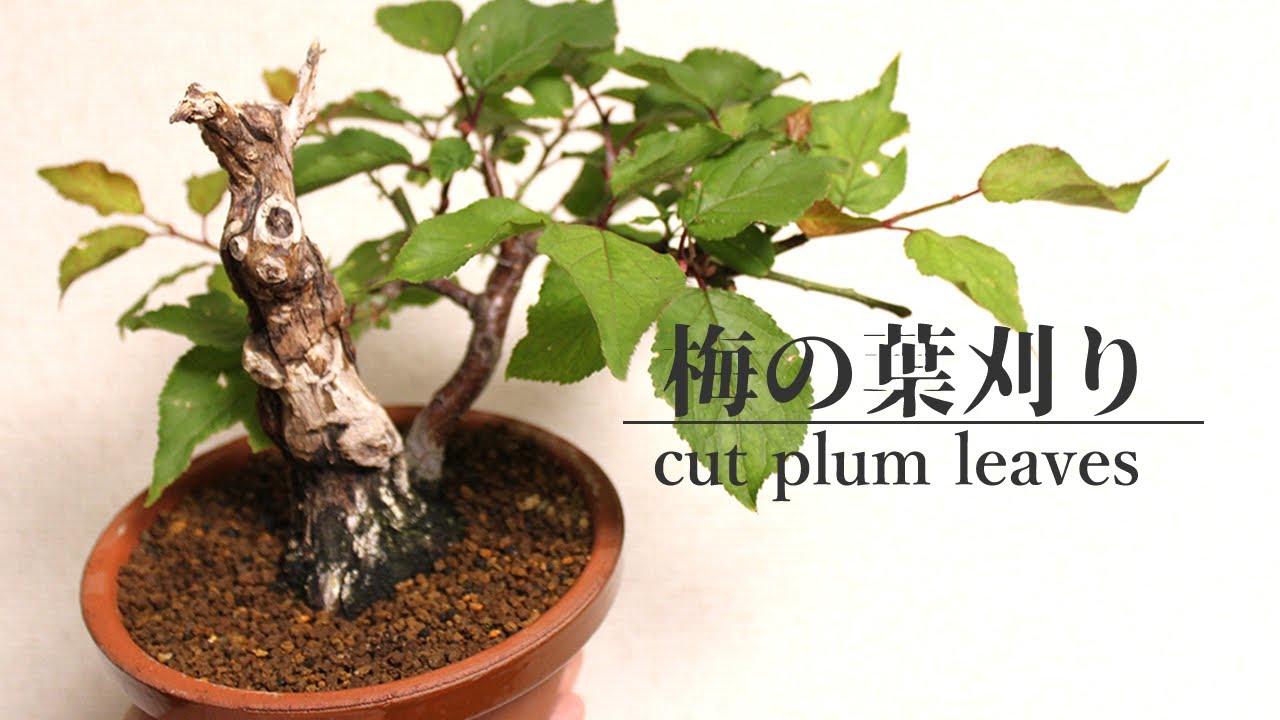 梅の葉刈りをしよう 盆栽 Let S Cut Plum Bonsai Leaves Youtube