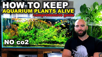 Hoe je lowtech aquariumplanten in leven houdt - Uitgebreide gids 2022