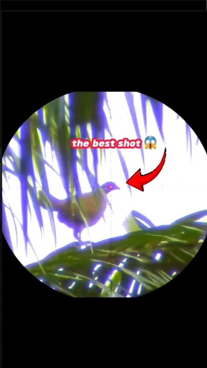 hunting wild chicken #pcp #wildbird #hunting #airgunning #m3pcp #huntingbirds #labuyo #berburu