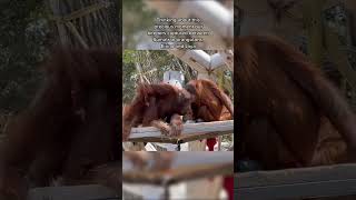 Sense of Orangutan