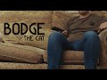 Bodge the Cat - An Animals World