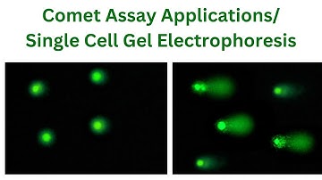 Comet Assay Applications | Comet Assay for DNA damage