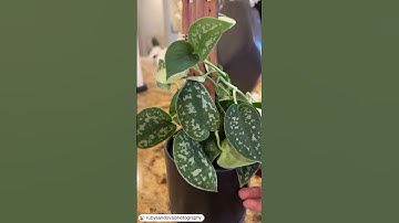 Zella extendable Trellis supporting and helping your plants grow fast!! 💚💚