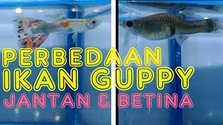 PERBEDAAN IKAN GUPPY JANTAN & BETINA