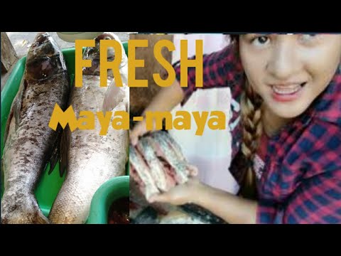 Video: Ano Ang Hitsura Ng Maya