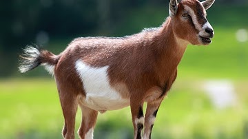 Smoking kids🤣 | blob.io macro gameplay.