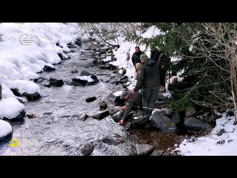 ნაკადულის კალმახი