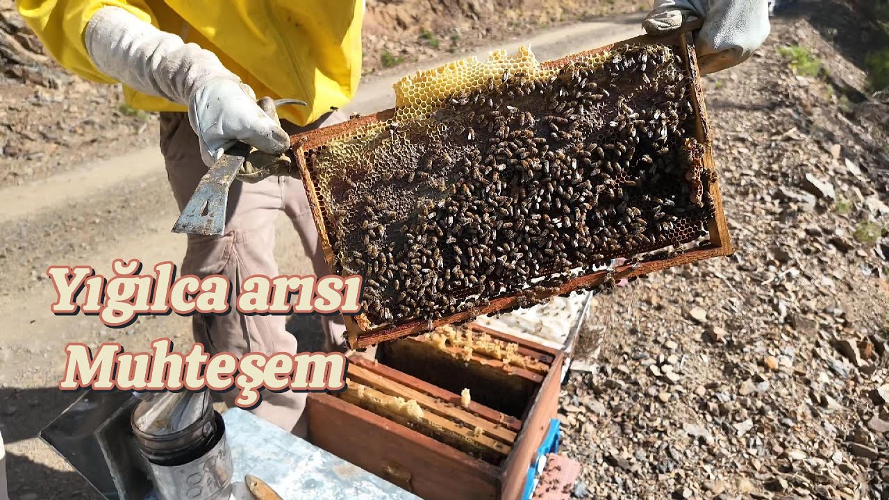 Bir Kovandan Yılda 50 kg Şekersiz Bal Aldık. #bal #bee #beekeeper #arıcılık #food #gerçekbal