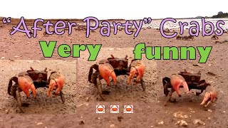 Super Funny "After Party" Crabs / Cangrejos "borrachos". Punta Rasa, Partido de La Costa, Argentina