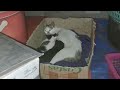 可愛いすぎる子猫 Part 8 || 芸能界ニュース