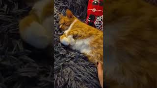 Мася в мечтах о похудении!