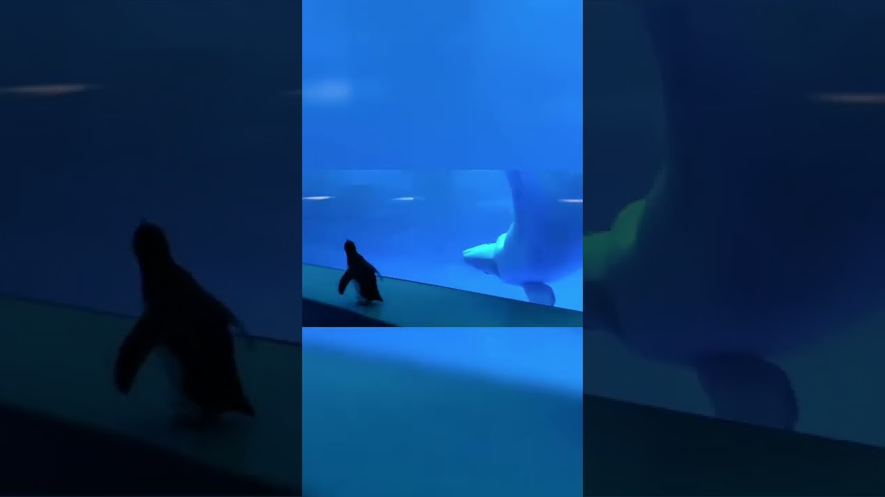 Кит Впервые Увидел Пингвина и Вот Что Произошло Дальше…😱 