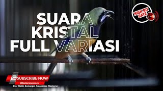 🔴Cucak Cungkok Gacor Masteran Suara Kristal Jernih Full Isian Variasi