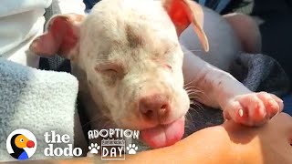 Watch This Tiny Deaf Puppy Grow Up To Be So Big And Happy | The Dodo Adoption Day