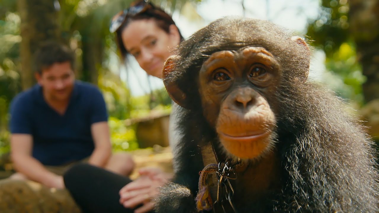 ⁣Undercover Team Rescue a Baby Chimp From The Pet Trade | BBC Earth