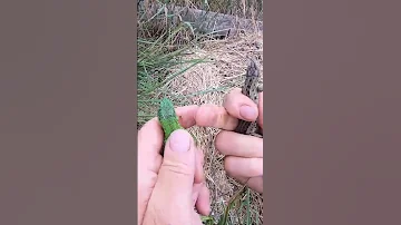Прыткие ящерицы. #shorts    Смотрите полное видео